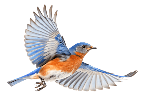 Eastern Bluebird in Flight Vibrant Wildlife Painting, Bird Art, Nature Illustration png