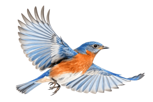 Stunning Eastern Bluebird in Flight Vibrant Wildlife Illustration png