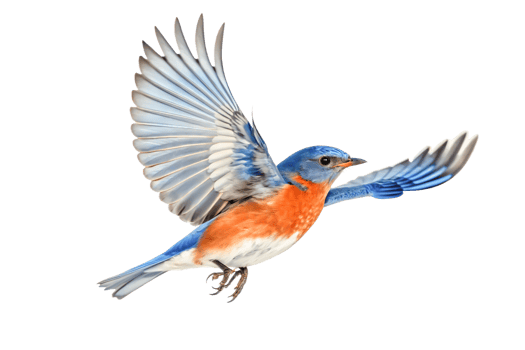 Stunning Eastern Bluebird in Flight, Vibrant Colors, Detailed Wings png