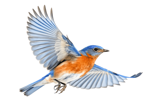 Stunning Eastern Bluebird in Flight, Detailed Avian Illustration, Nature Artwork png