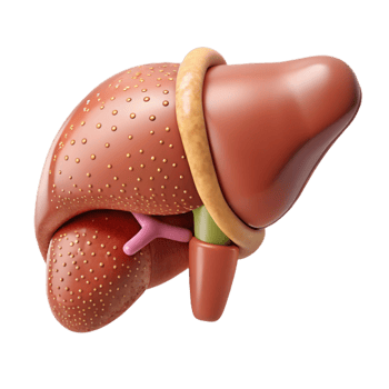serene traditional Human Liver Anatomy Labeled Cutout Hepatology Education professional png