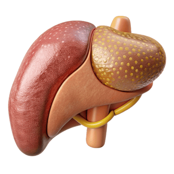 stunning classic Human Liver Anatomy Labeled Cutout Hepatology Education detailed png
