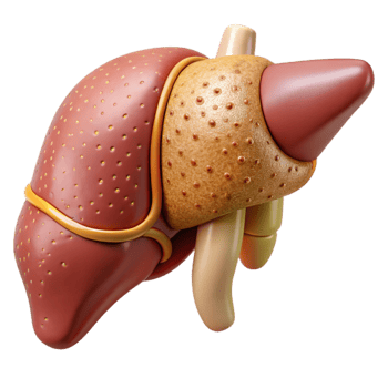 vibrant vintage Human Liver Anatomy Labeled Cutout Hepatology Education original png