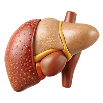 stunning creative Human Liver Anatomy Labeled Cutout Hepatology Education high quality png
