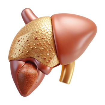 beautiful rustic Human Liver Anatomy Cutout Hepatology Design detailed png