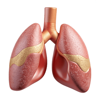 dramatic contemporary Human Lung Anatomy Detailed Isolated Pulmonology Illustration detailed png