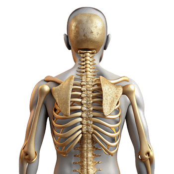 beautiful classic Human Skeleton Back View Cutout Anatomy Chart exclusive png