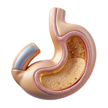 beautiful minimalist Human Stomach Anatomy Detailed Cutout Gastroenterology Diagram premium png
