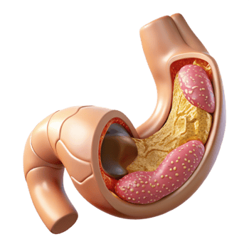 stunning modern Human Stomach Anatomy Detailed Cutout Gastroenterology Diagram high resolution png