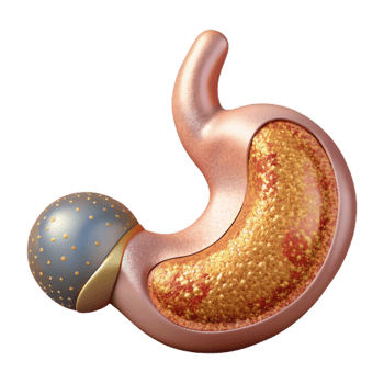 extraordinary abstract Human Stomach Anatomy Labeled Transparent Gastroenterology Diagram high quality png