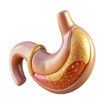 dramatic traditional Human Stomach Anatomy Labeled Transparent Gastroenterology Diagram high quality png