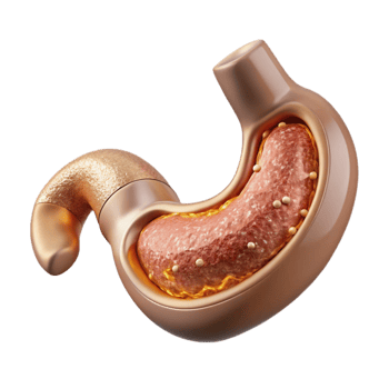 impressive rustic Human Stomach Anatomy Isolated Gastroenterology Diagram professional png