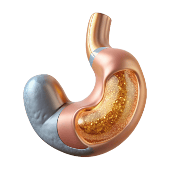 elegant traditional Human Stomach Anatomy Isolated Gastroenterology Diagram high quality png
