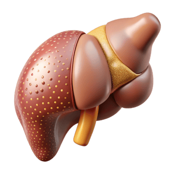 beautiful modern Liver Anatomy Human Organ Science Transparent Medical Study premium png