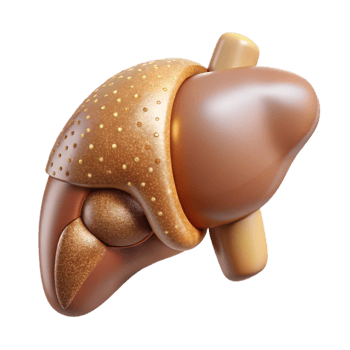 magnificent classic Liver Anatomy Human Organ Science Transparent Medical Study professional png