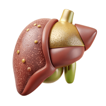wonderful vintage Liver Anatomy Human Organ Science Transparent Medical Study png