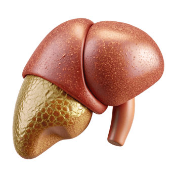 vibrant modern Liver Anatomy Human Organ Science Transparent Medical Study high quality png