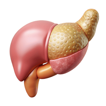 impressive modern Liver Digestive System Cutout for Medical Charts png