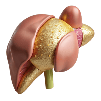 vibrant modern Liver Human Organ Anatomy Isolated Medical Science professional png