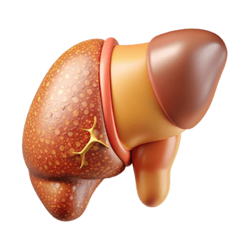 dramatic traditional Liver Human Organ Anatomy Isolated Medical Science high quality png