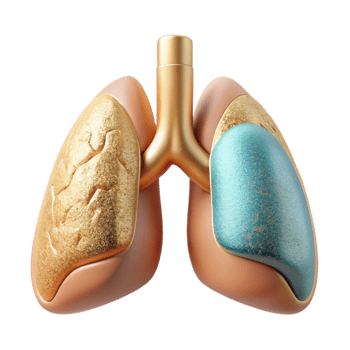 stunning modern Lung Respiratory System Illustration Cutout for Healthcare Publications professional png