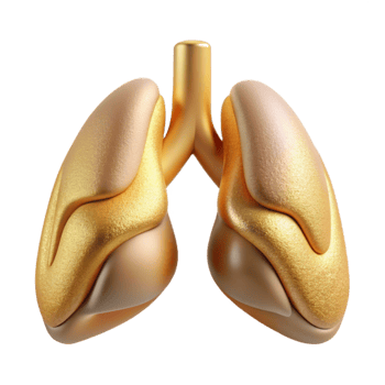 stunning minimalist Lung Respiratory System Illustration Cutout for Healthcare Publications exclusive png