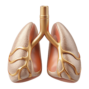 beautiful artistic Lung Respiratory System Illustration Cutout for Healthcare Publications original png