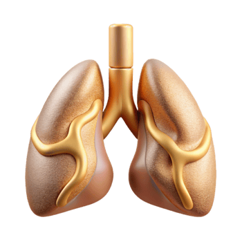 extraordinary vintage Lung Respiratory System Illustration Cutout for Healthcare Publications high resolution png