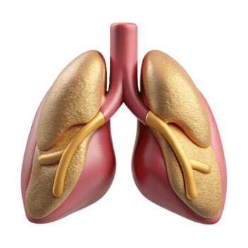 serene vintage Lung Respiratory System Cutout for Medical Education genuine png