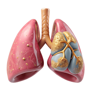 magnificent classic Lungs Anatomy Respiratory System Science Transparent Medical Study original png