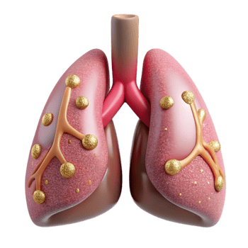 magnificent modern Lungs Respiratory System Anatomy Isolated Medical Science professional png