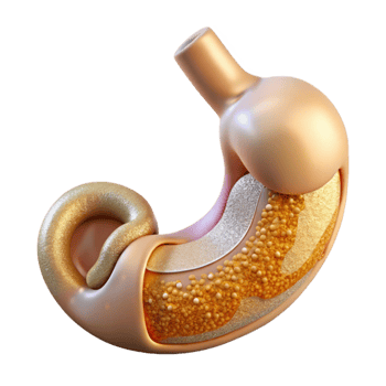 serene modern Stomach Anatomy Digestive System Science Isolated Medical Research exclusive png