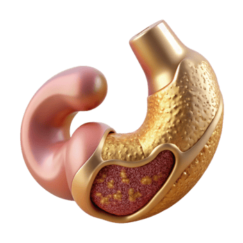 vibrant modern Stomach Digestive System Organ Cutout Medical Illustration genuine png