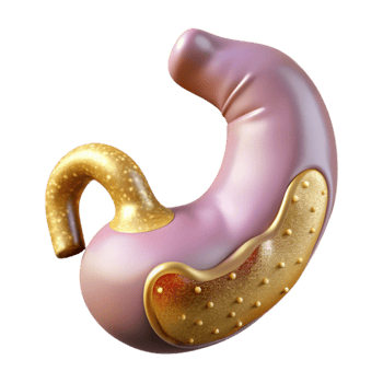 serene artistic Stomach Digestive System Organ Cutout Medical Illustration png