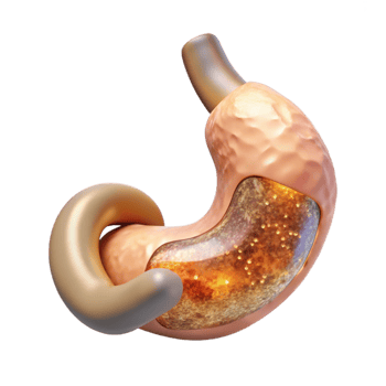 serene rustic Stomach Digestive System Transparent for Healthcare Graphics high quality png