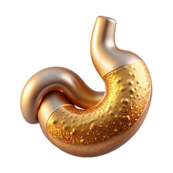beautiful modern Stomach Digestive System Transparent for Healthcare Graphics exclusive png