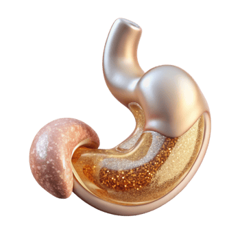 impressive minimalist Stomach Digestive System Transparent for Healthcare Graphics png