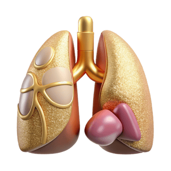 dramatic contemporary Urinary System Anatomy Cutout Nephrology Design premium png