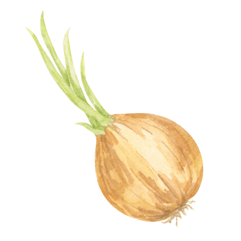 A single golden-brown onion with green sprouting leaves, painted in watercolor. This hand drawn vegetable illustration suits kitchen-themed textiles, product labels, and rustic recipe book designs png