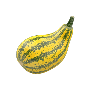 A single squash displays interesting colors against a dark background png