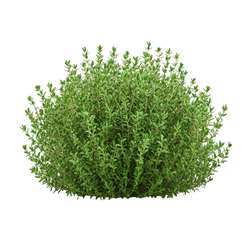 A healthy green herbaceous plant with small leaves is pictured png