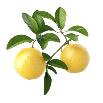 Two ripe lemons hanging from a vibrant green leafy branch png