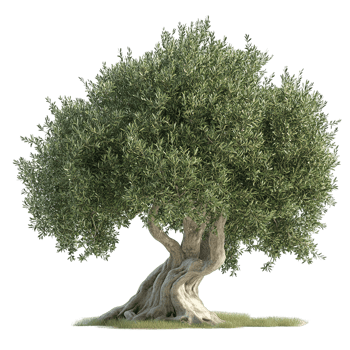 A large and healthy tree with green leaves and a twisted trunk png