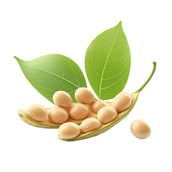 Close up photograph of soybeans inside of a pod with leaves png