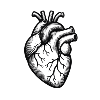 Human heart anatomy in a illustration with a line art png