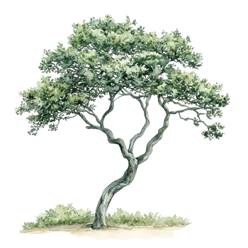 An artistic watercolor painting depicting a mature tree in nature png