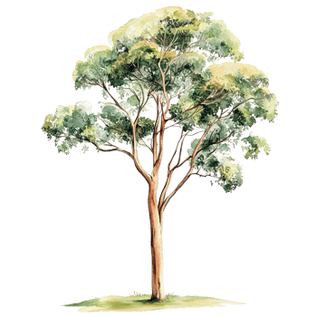 A watercolor painting of a tall tree in nature png