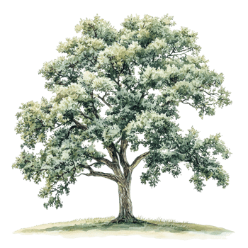 A beautiful tall tree with lush green leaves in the nature png