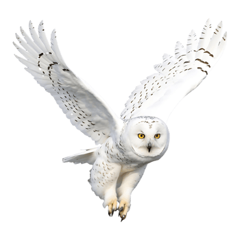 Majestic White Owl on Transparent Background Easy to Use in Designs png