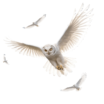 Captivating Owl Flight Photography High-Quality Stock Image for Sale png